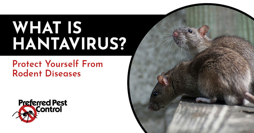 What is Hantavirus? Avoid Diseases From Mice